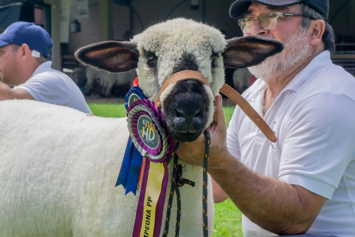 Hampshire de Etiqueta ofrece más de 60 lotes con genética registrada para fortalecer la ovinocultura nacional