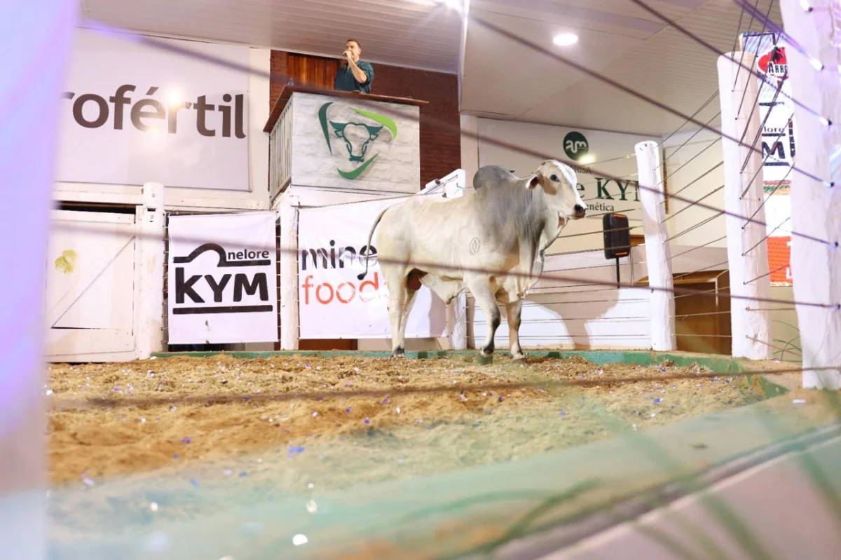 Impulso ganadero proyecta una histórica Expo Amambay: duplican el número de animales en competencia