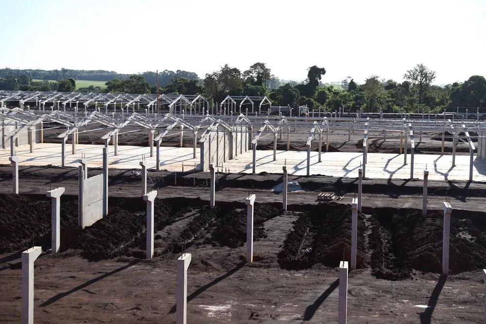 Inversión de USD 200 millones impulsa la cadena porcina y abre oportunidades en Alto Paraná