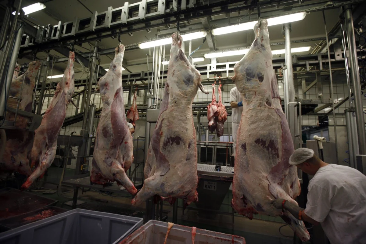 Kosher: frigoríficos avanzan en acuerdos, pero los precios podrían moderar la presión por el ganado