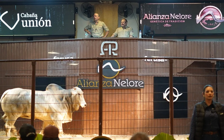 “La cría volvió a invertir”: Alianza Nelore vendió 67 toros con un promedio de G. 33,5 millones