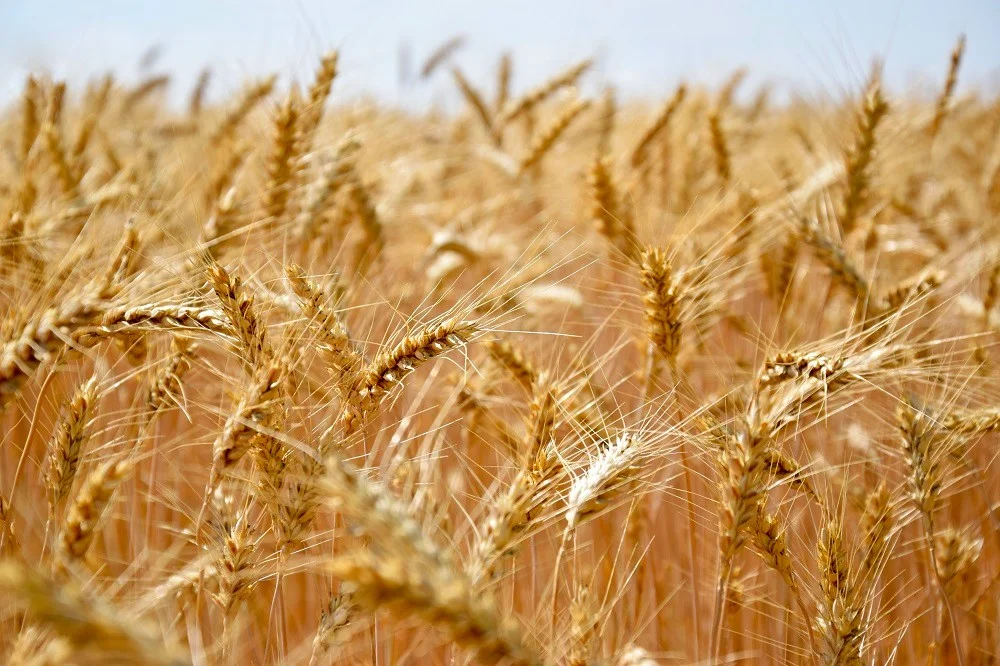 La exportación de trigo creció más de 42% durante los primero cuatro meses del año