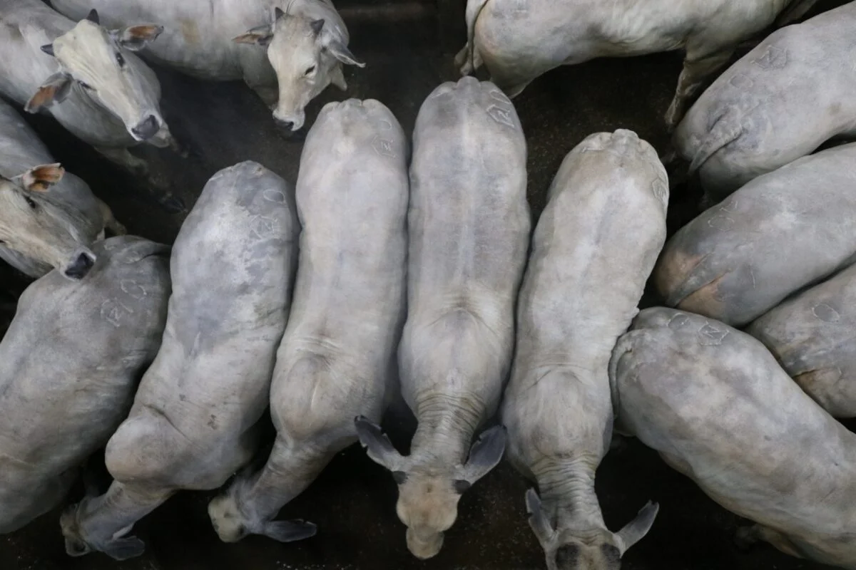 La faena bovina cayó 17% en agosto y volvió a niveles más cercanos al promedio del año