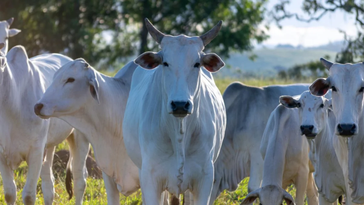La faena de hembras cayó 21% en julio y refuerza la señal de retención de vientres