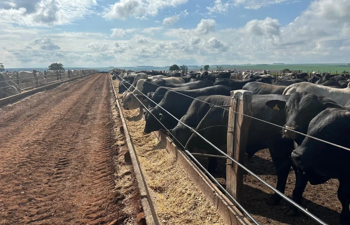 La firmeza se sostiene: la industria presiona por hacienda y los precios del gordo buscan un nuevo escalón