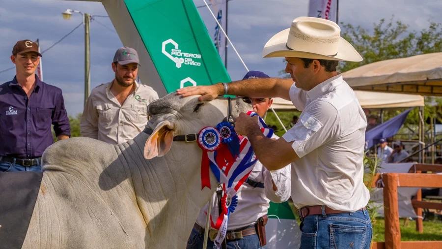 Expo Pioneros 2026 apostará fuerte a la ganadería con expectativas comerciales altas