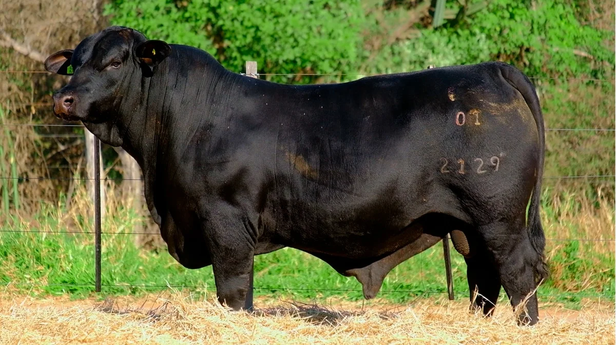 La Huella ofrece 45 toros Brangus seleccionados por productividad y datos de carcasa, este lunes