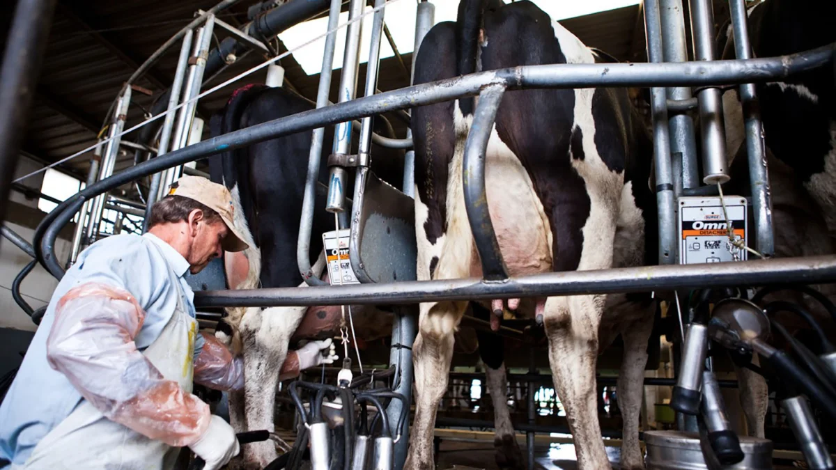 La leche en polvo entera profundiza su caída y arrastra al mercado lácteo internacional