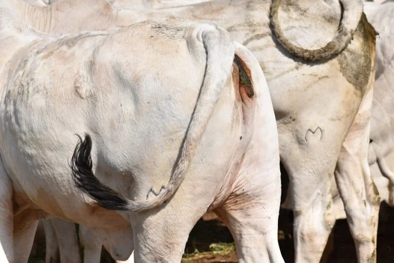 La retención sigue marcando la faena: las hembras fueron solo un tercio del total en septiembre