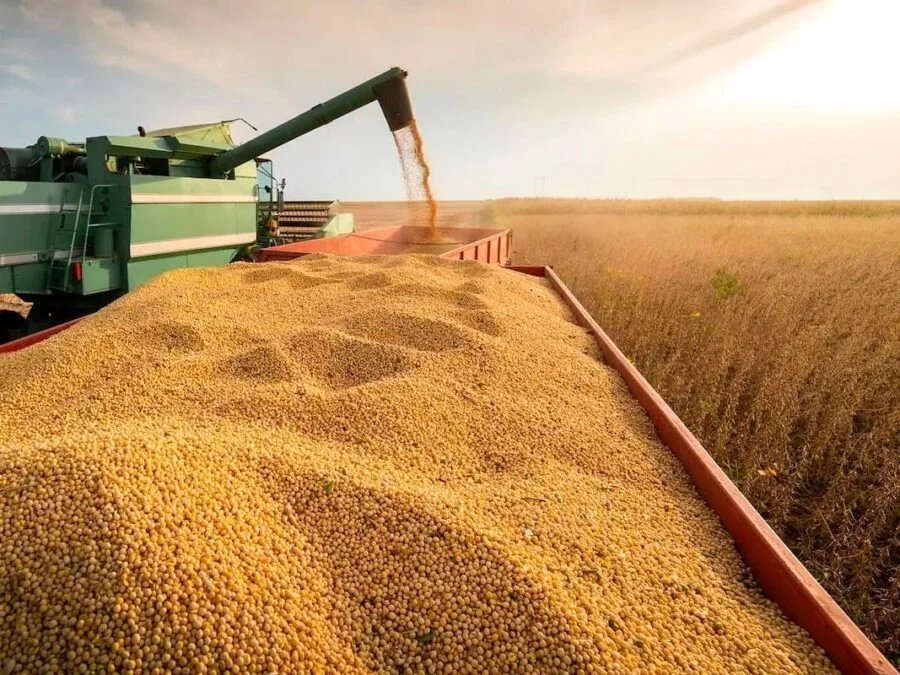La soja zafriña muestra rindes muy dispares y preocupa el margen del productor
