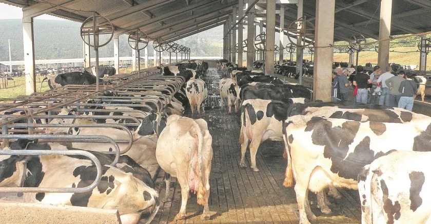 Lácteos: en Fonterra hubo tendencia alcista para la mayoría de los productos
