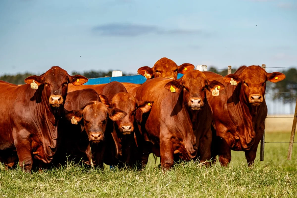 Las Talas ofrecerá 150 toros de alta genética y reproductores equinos en su Remate de Primavera, este lunes