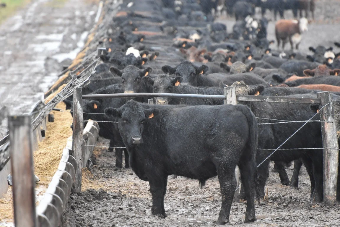Lluvias restringen la oferta de gordo en Uruguay y llevan al novillo a negocios de US$ 6 por kilo carcasa