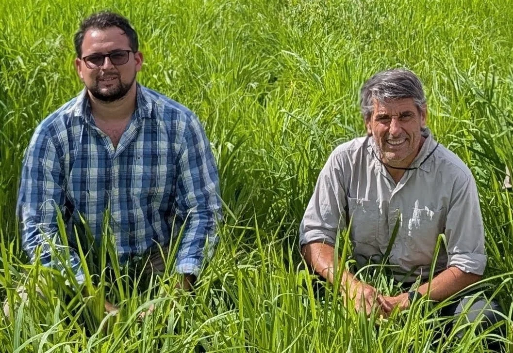 ¿Los buenos precios de la hacienda garantizan buenos negocios? El análisis de Riffel y Guerreros
