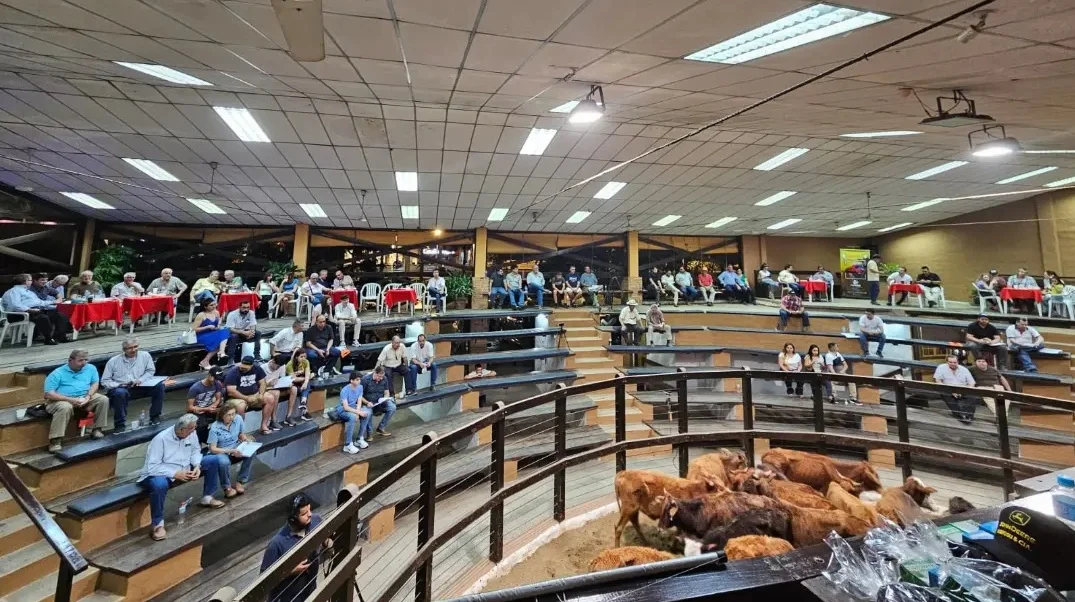 “Los Elegidos” de El Corral pone foco en vientres y toros comerciales en un mercado con fuerte demanda por producir más terneros