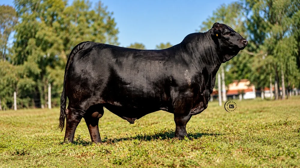 Machos Alfa apunta a potenciar la genética comercial: este sábado con 90 toros Brangus y Brahman
