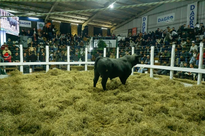 Martha Esther cerró un remate “espectacular”, con fuerte demanda por genética y toros a más de G. 26,6 millones