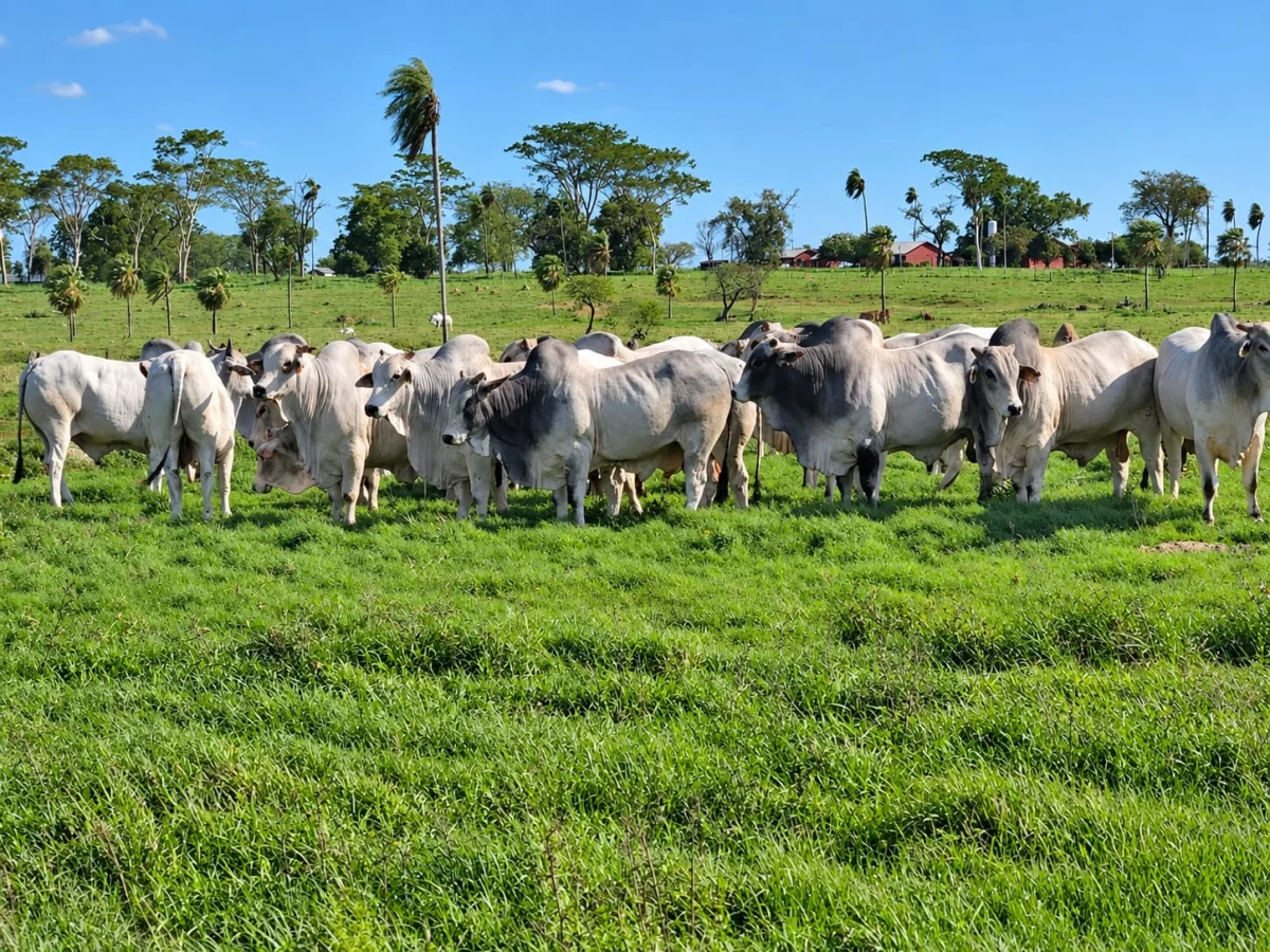 Más de 10 años de selección, DEPs positivas y productividad comprobada: la genética de Estancia Lagunita sale al mercado