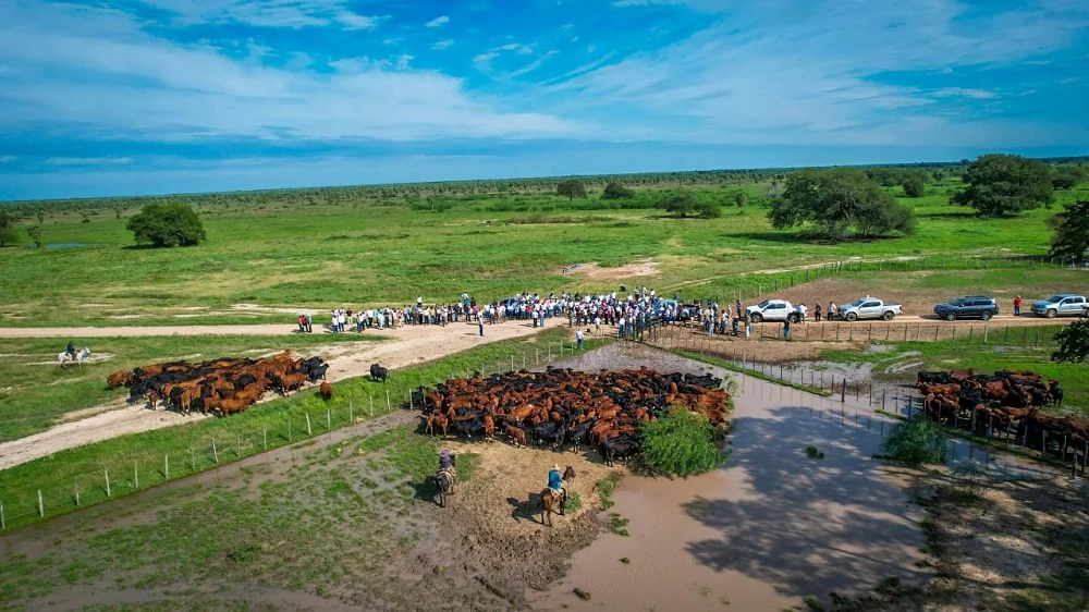 Más del 60% del potencial productivo del toro se define antes de los seis meses