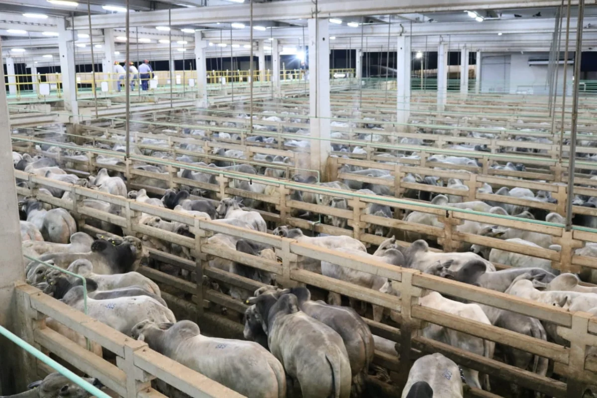 Menor oferta de gordo y mayor demanda industrial presionan los precios al alza