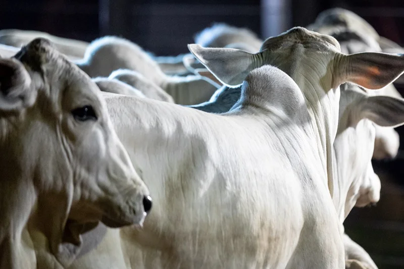 Mercado del gordo en etapa de especulación: referencias estables y baja actividad comercial