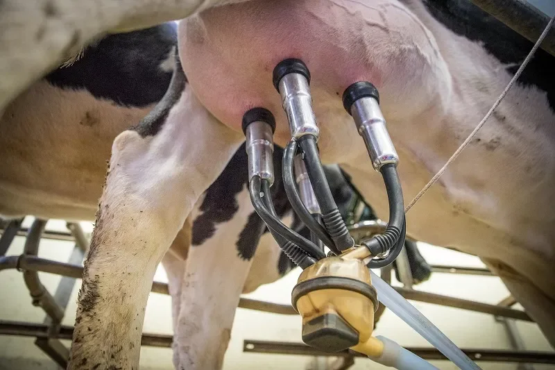 Mercado mundial: la leche en polvo descremada rompe una referencia histórica y supera a la entera