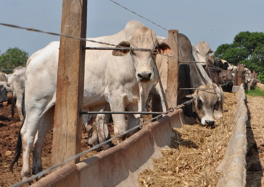 Minerva Foods pone foco en Paraguay para ampliar su estructura de feedlots en Sudamérica