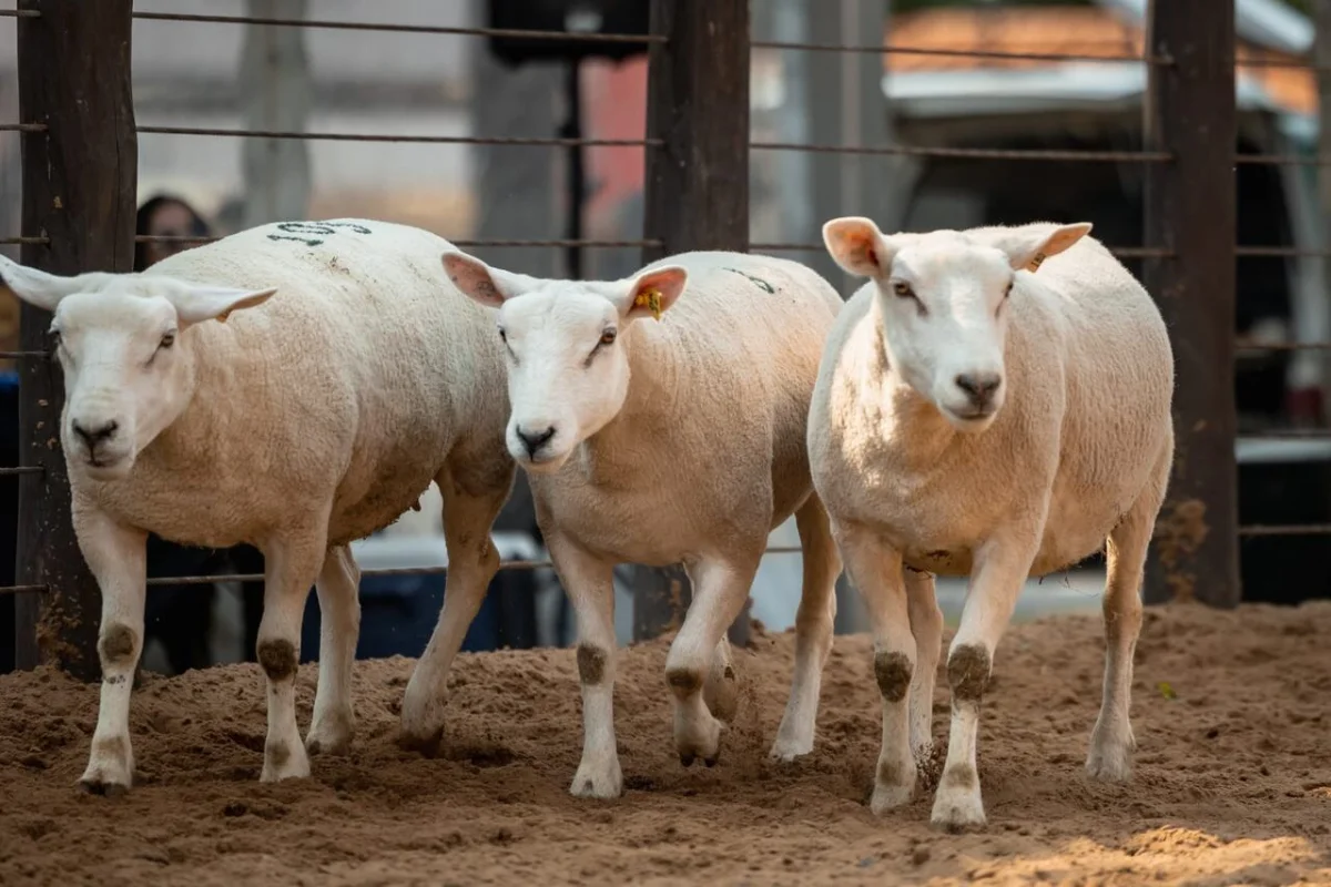 Nacional Texel reunirá 180 animales para una competencia que apunta a mostrar la evolución de la raza