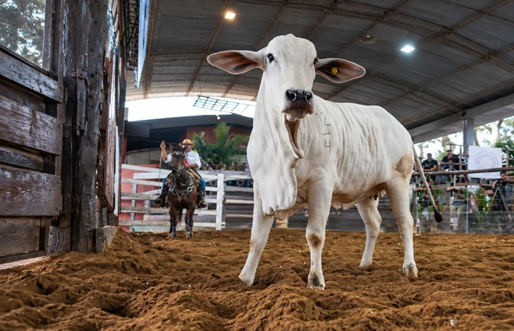 Nelore de Goya: toros promediaron G. 40 millones, un 20% más que el año pasado y con 22 nuevos compradores
