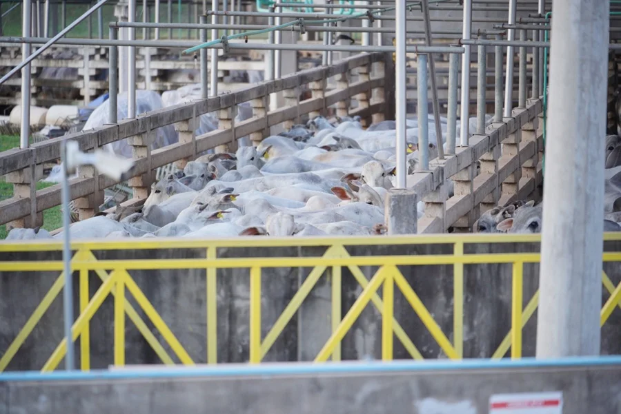 Nelore pisa fuerte en Concepción: más de 2.700 animales entre la pista y el concurso de gordos