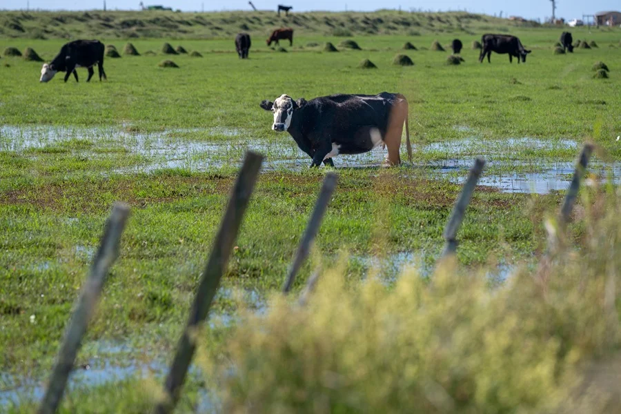 Norte de Uruguay: buenos precios, pero lluvias y garrapata desafían el gran momento ganadero