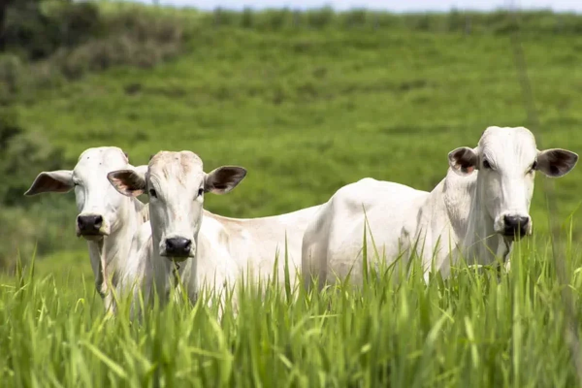 Novillo Mercosur alcanzó su mayor valor en siete semanas: llegó a US$ 4,84 a la carne