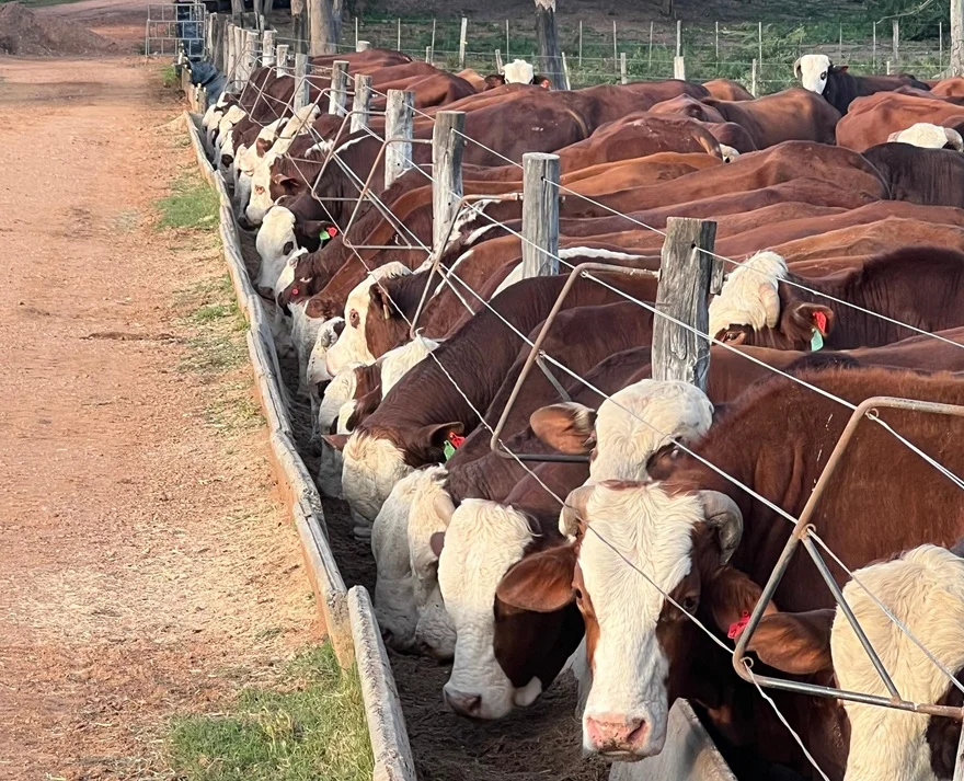 Novillo Mercosur marca nuevos máximos: Paraguay queda desacoplado de la suba regional