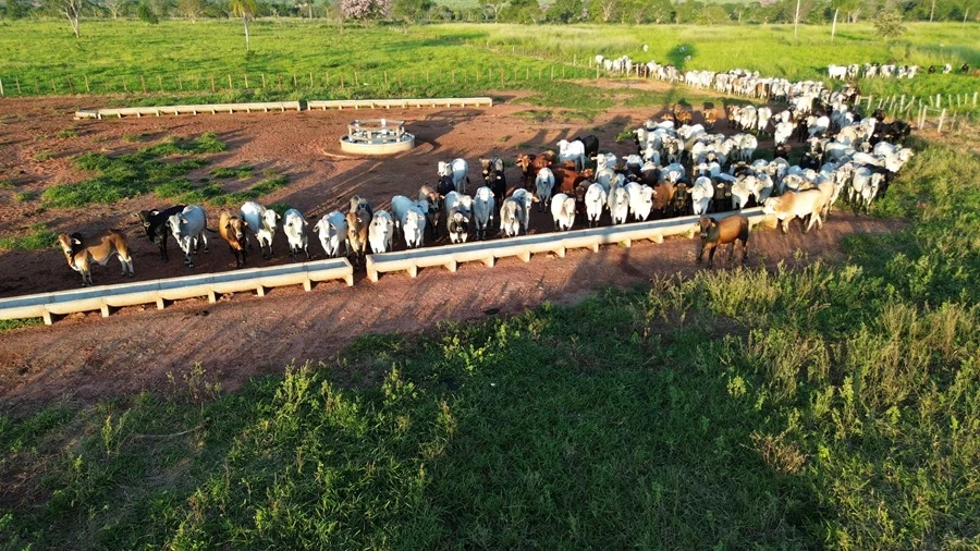 Novillo Mercosur subió a US$ 4,88 y los precios avanzaron en los cuatro países de la región
