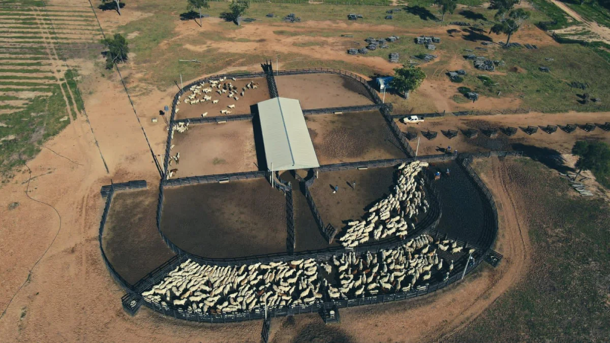 Pantalla Paraguay pone en pista 1.500 cabezas con fuerte protagonismo de terneros y vientres