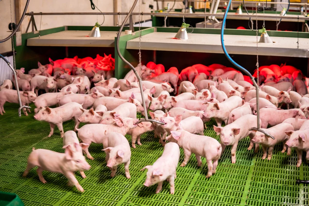 Paraguay apuesta al compartimento porcino para buscar el acceso de la carne a Chile