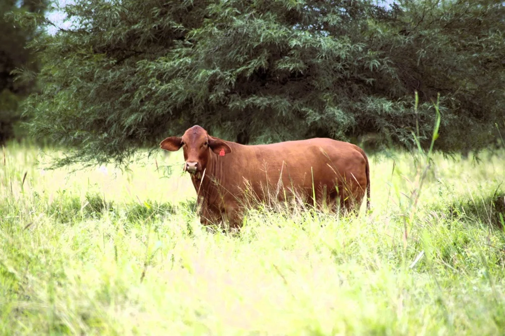 Paraguay logra acceso definitivo a la cuota Hilton tras 20 años de negociaciones con la UE