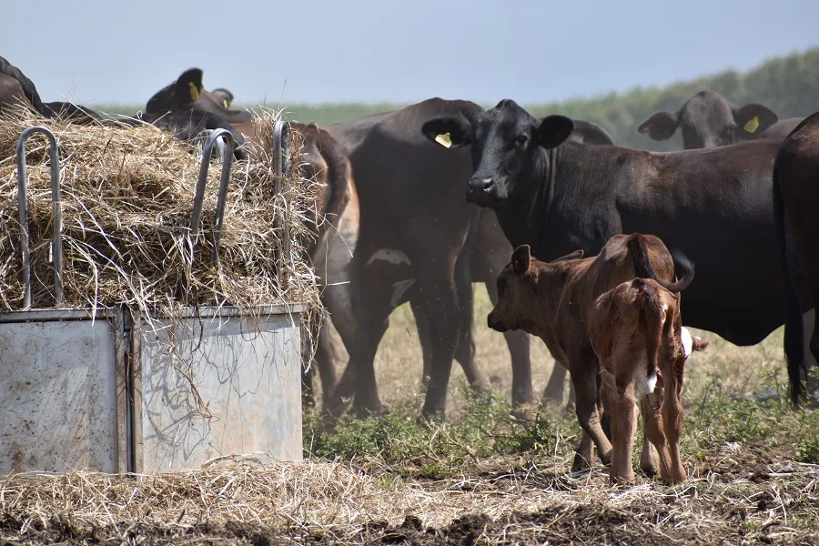 Paraguay busca producir más terneros y el gran desafío está en reducir las mermas