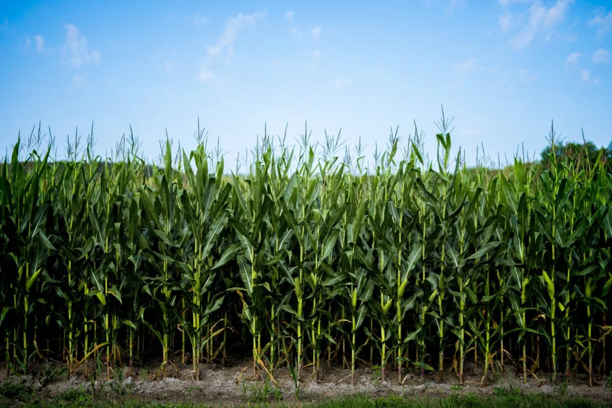Paraguay podría duplicar su producción de maíz en los próximos años