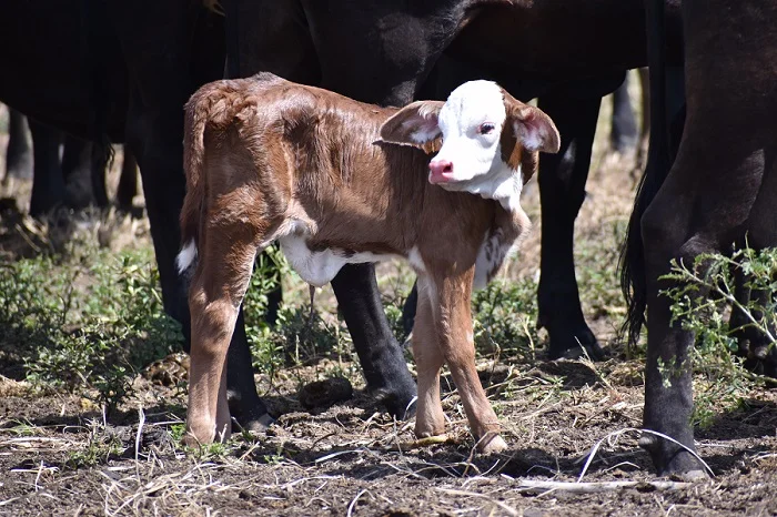 Paraguay profundiza la retención de vientres: más del 75% de la caída de la faena se explica por vacas y vaquillas