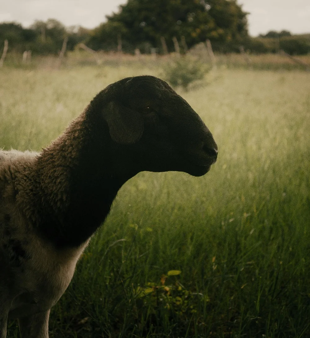 Paraguay reafirma su estatus libre de scrapie y refuerza controles sanitarios