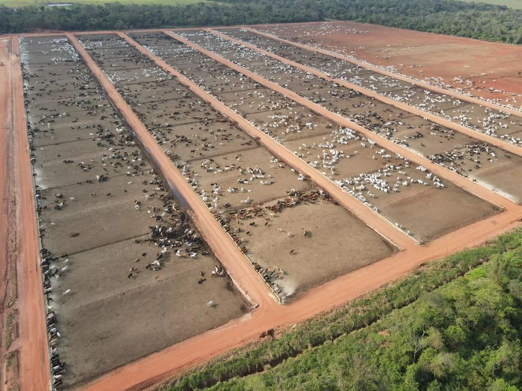 Paraguay y Brasil empujaron al alza el precio del Novillo Mercosur
