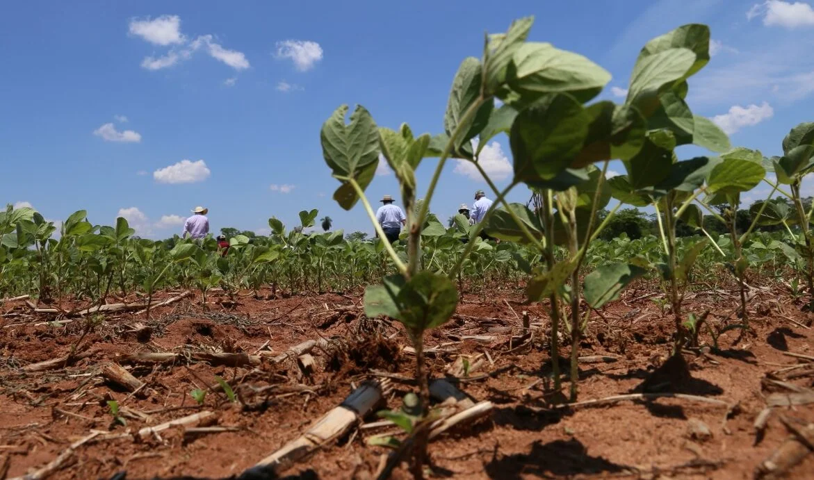 Pausa fitosanitaria de la soja arrancará el 20 de junio en la región Oriental