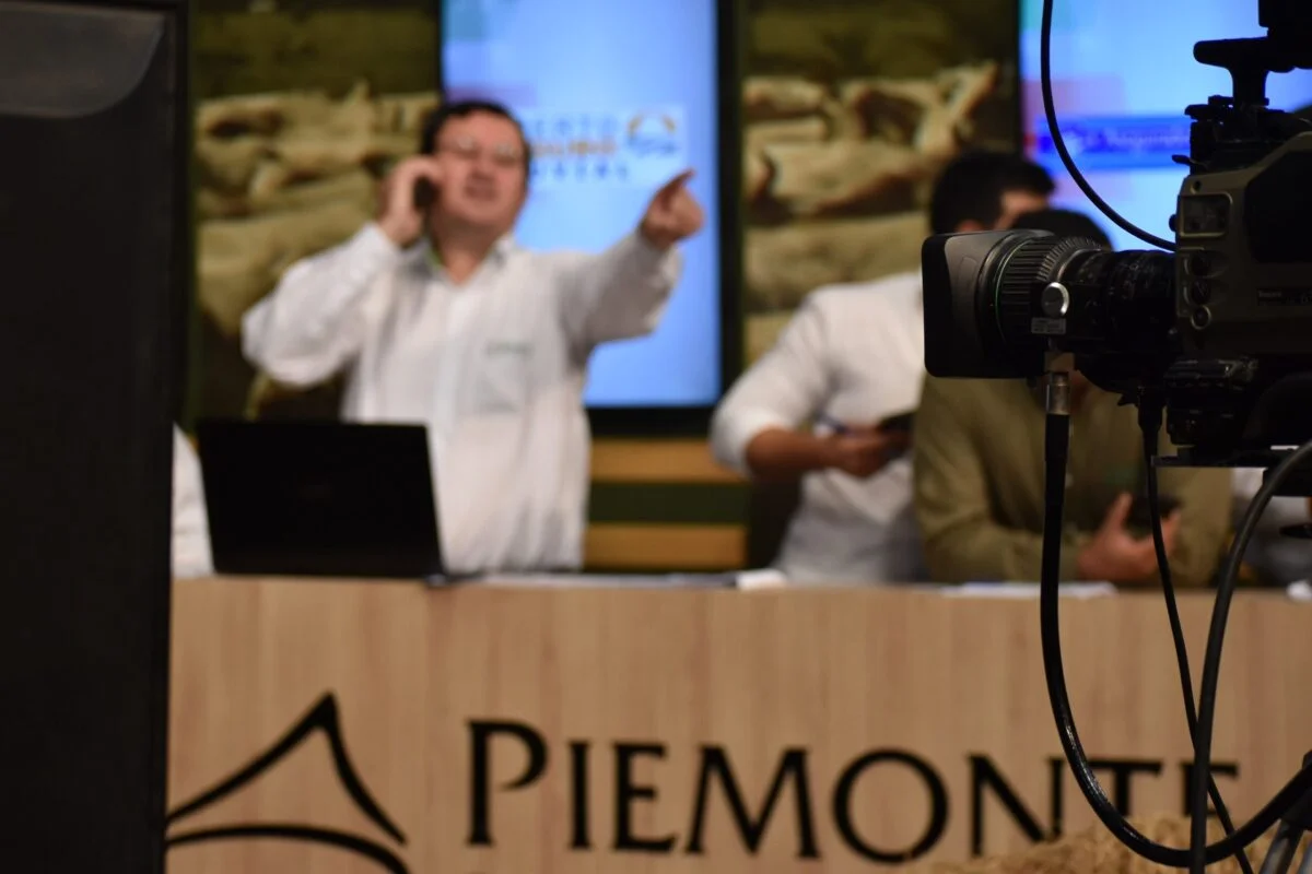 Piemonte remata 300 machos de Ñamotenonde y cerca de 800 cabezas de invitados, este sábado