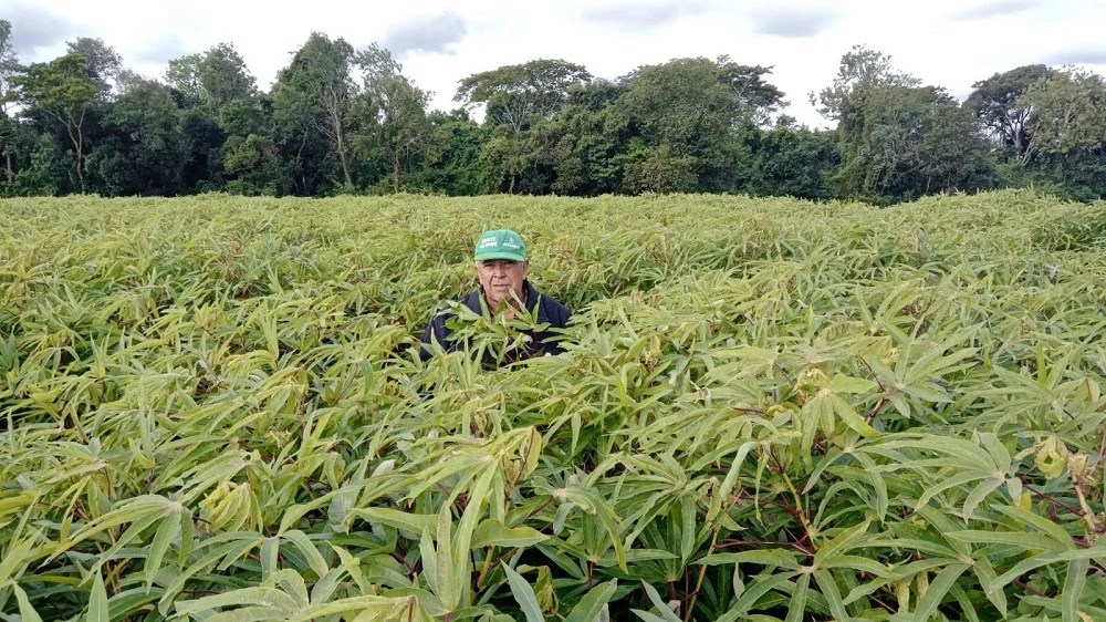 Productores de Itapúa celebrarán la Fiesta de la Mandioca con una gran cosecha