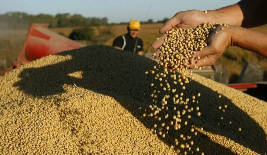 Proyectan un crecimiento de hasta 20% en el área de soja del Chaco para la nueva campaña