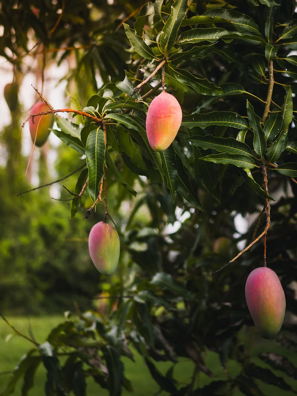 Recomiendan podas y cuidados preventivos para mejorar la producción de mango