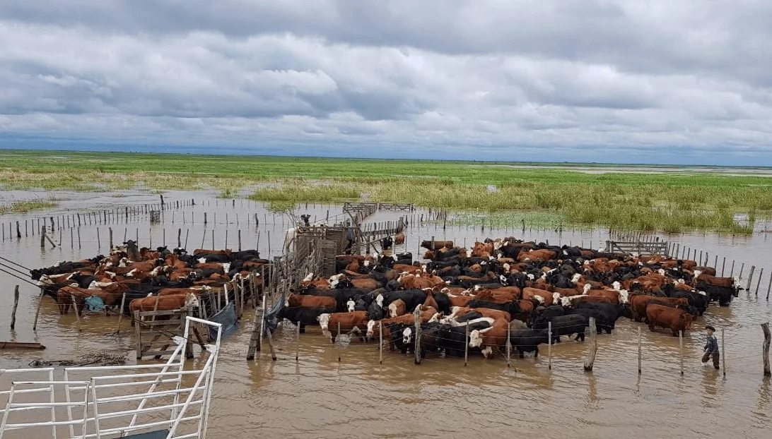 Regiones de Argentina refuerzan controles ante las lluvias y el avance de la garrapata: “El productor no quiere bajar los brazos”