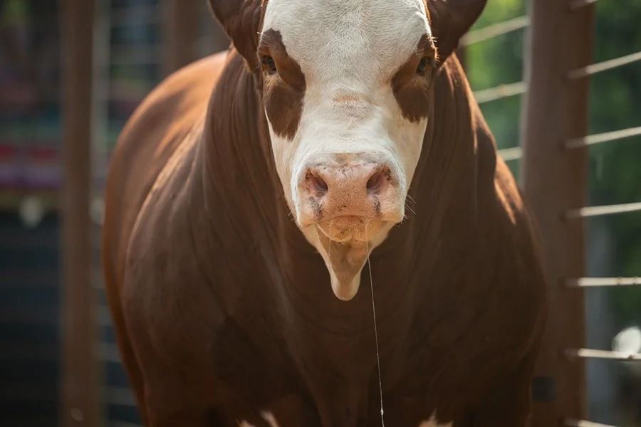 Remate Braford de Primavera ofrece una selección genética a campo para impactar en los rodeos, este sábado