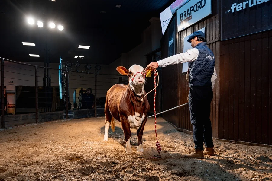 Remate de embriones Braford en Expo Paraguay promedió G. 25,4 millones por pack